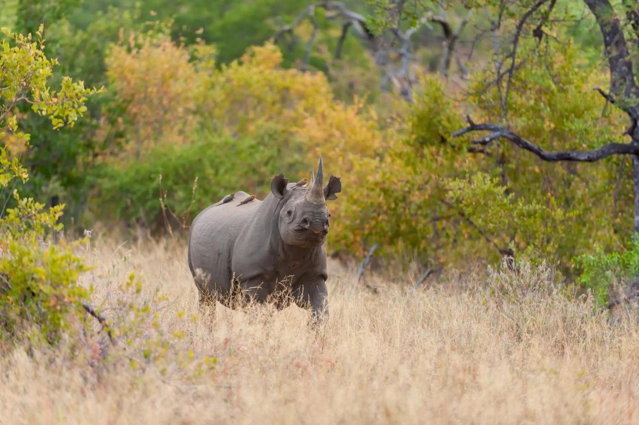 Pondoro Game Lodge Balule Game Reserve Eksteriør billede