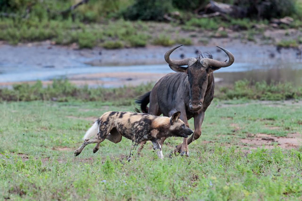 Pondoro Game Lodge Balule Game Reserve Eksteriør billede