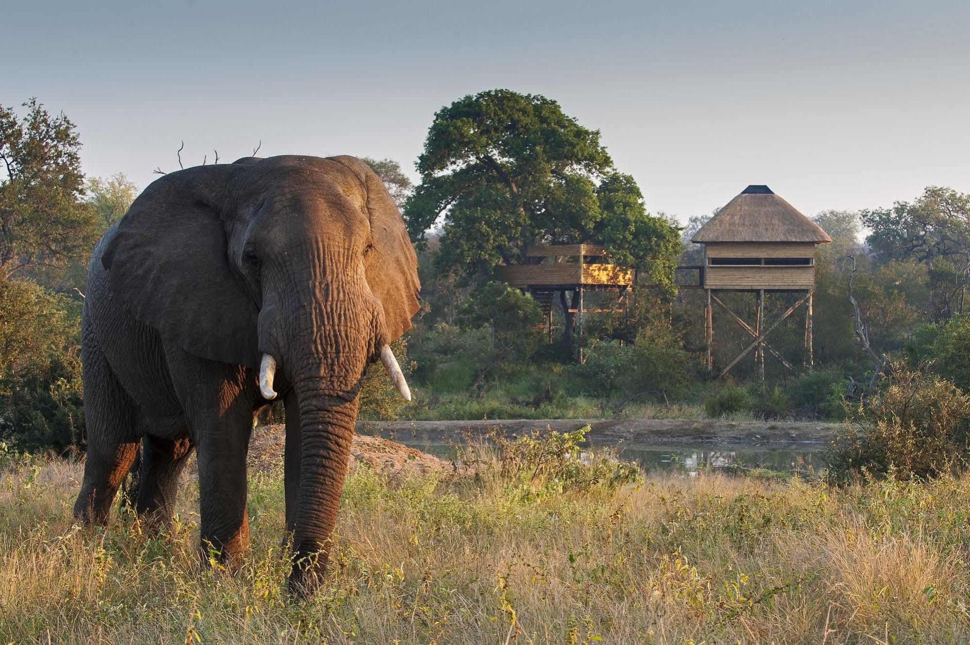 Pondoro Game Lodge Balule Game Reserve Eksteriør billede