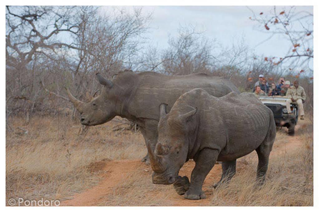 Pondoro Game Lodge Balule Game Reserve Eksteriør billede